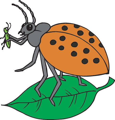 Lady Bug - Biological Illustration (480x501), Png Download