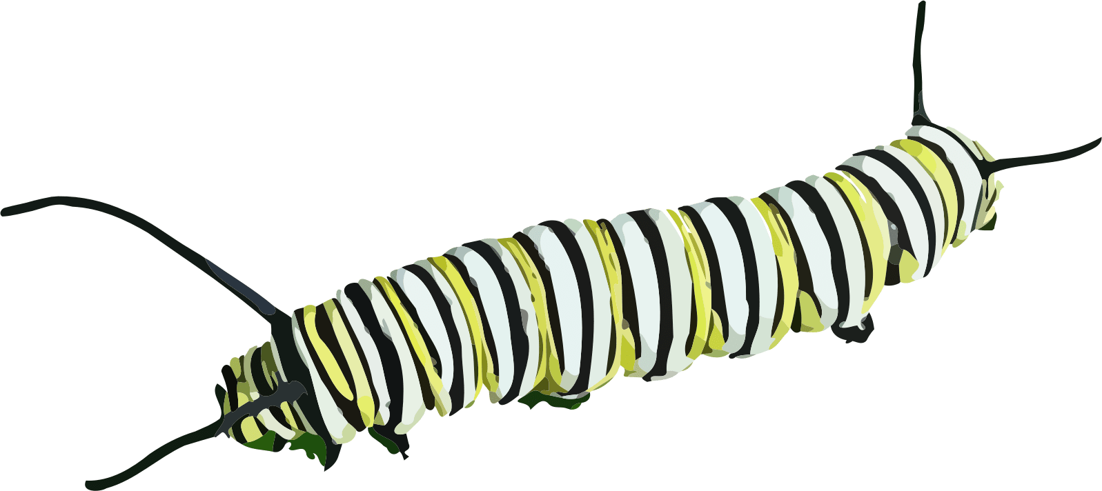 Caterpillar Clipart - Caterpillar Png (1597x712), Png Download