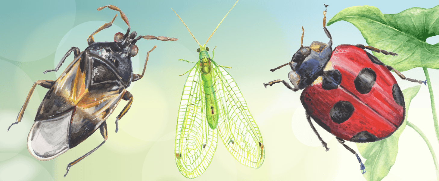 When You Find Insects In Your Garden, Your First Instinct - Lavia, Finland (1458x604), Png Download