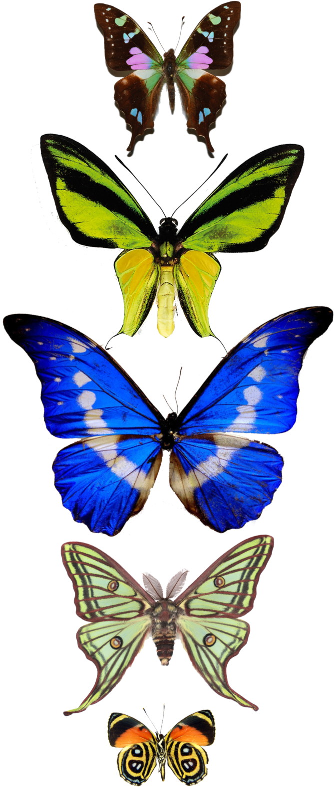 Luna Moth Actias Luna 2418825 (1000x1621), Png Download