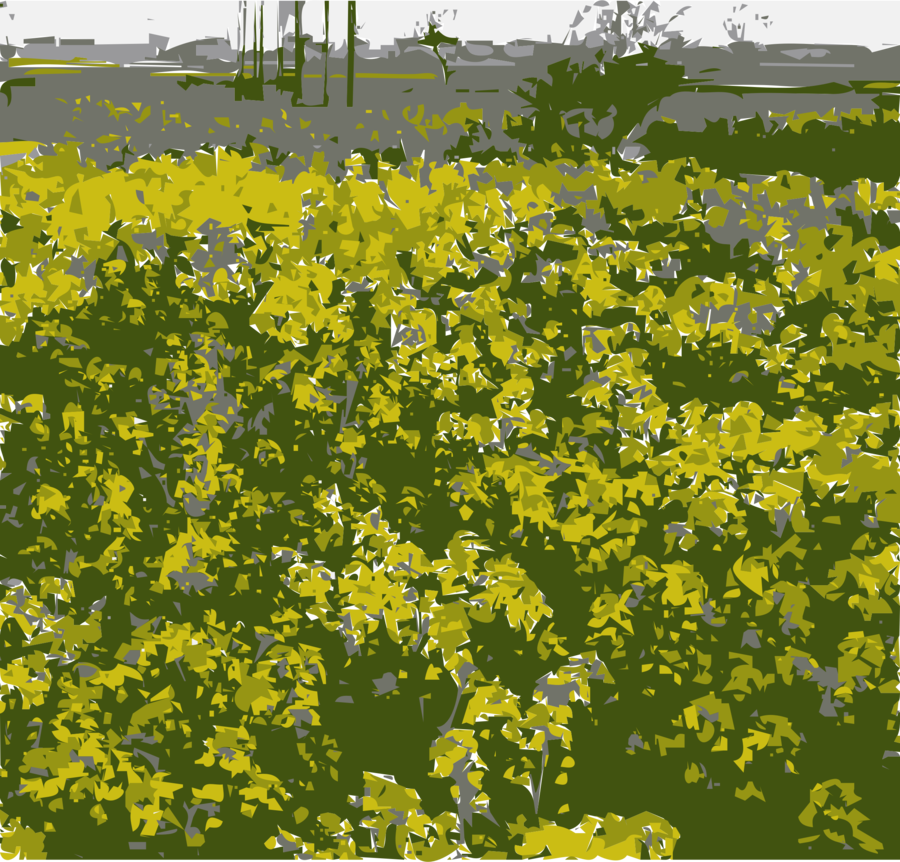Rapeseed Clipart Canola Oil Field Mustard Rapeseed (900x862), Png Download