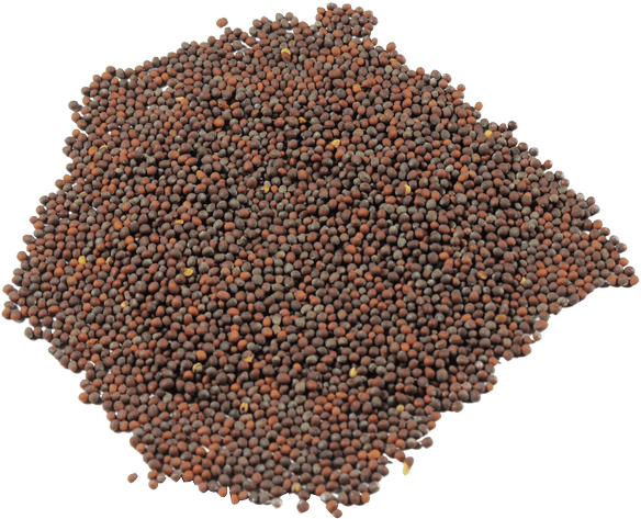 Brown Mustard - Coffee Bean Direct Irish Breakfast Loose Leaf Tea (600x479), Png Download
