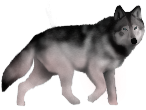 Lobo - Mackenzie River Husky (640x640), Png Download