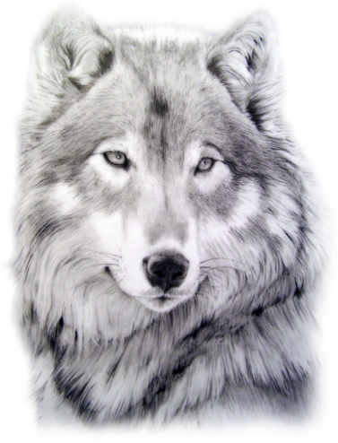 Cara Lobo Png - White Fang By Jack London 9781523779765 (paperback) (400x550), Png Download