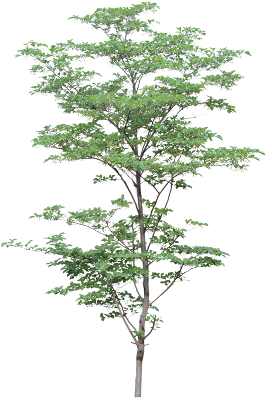 Png Watercolor Trees - Arbre Détouré Photoshop Gratuit (534x800), Png Download