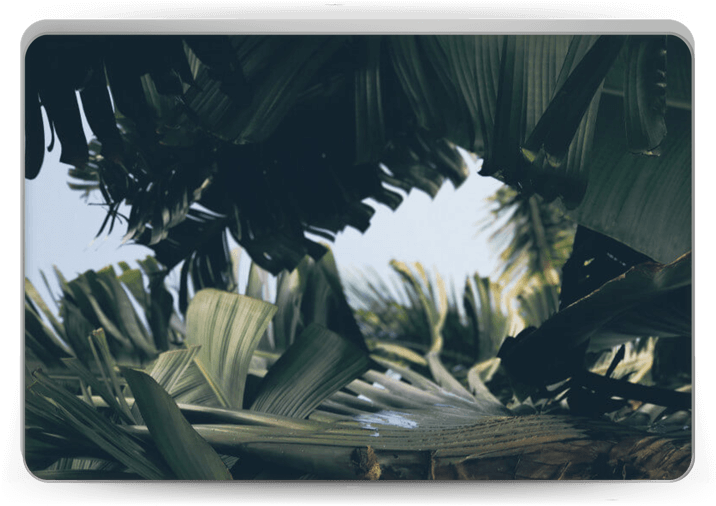 Tropical Leaves - Macbook (800x533), Png Download