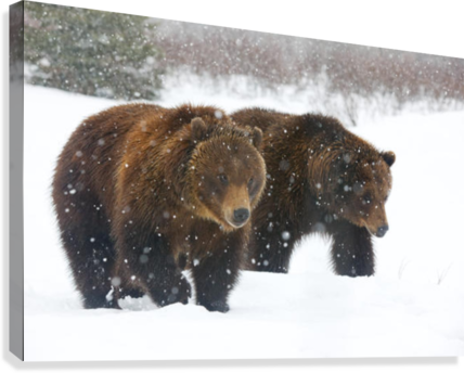 A Pair Of Adult Brown Bears Walk Through Falling Snow - Posterazzi A Pair Of Adult Brown Bears Walk Through (428x344), Png Download