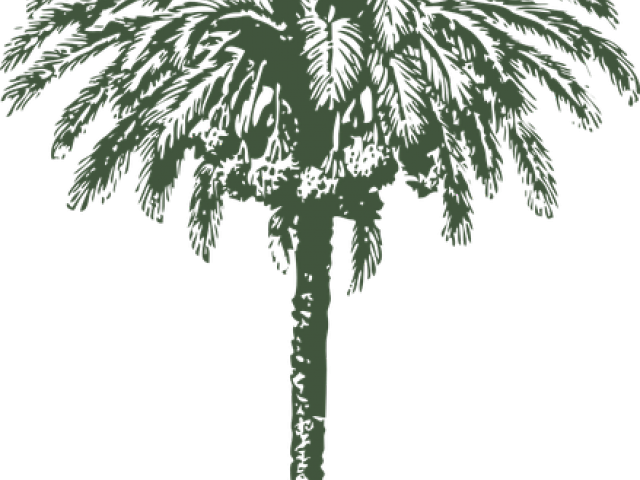 Date Palm Clipart Arabian - Date Palm Tree Drawing (640x480), Png Download