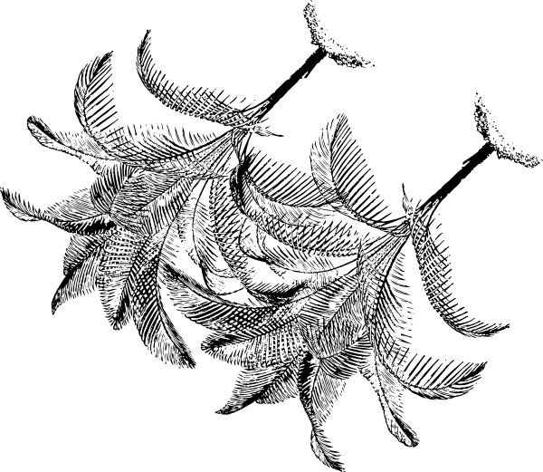 Line Art (600x521), Png Download