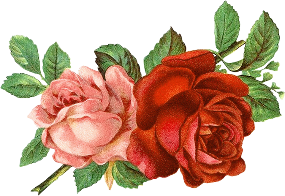 Red And Black Gradient French Floral Frame Png Picture, - Old Rose Informant By Brent C Dickerson (960x660), Png Download