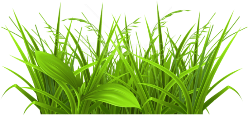 Free Png Download Decorative Grass Png Images Background - Grass Clipart (850x431), Png Download