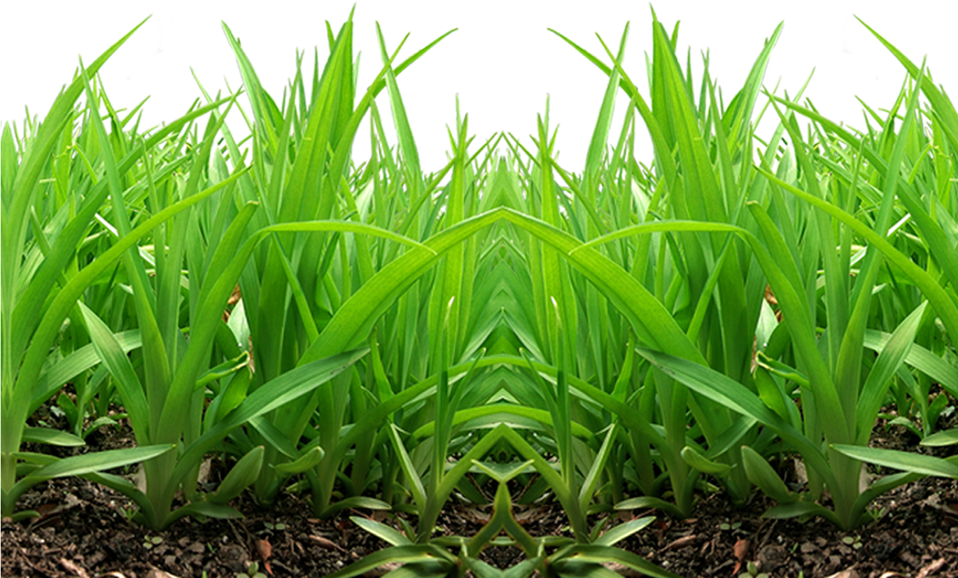 Grass Png Images, Pictures - Grass Png For Picsart (1368x855), Png Download