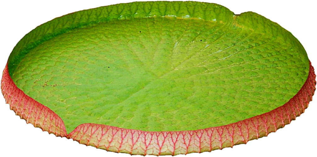 Lily Pad Png - Water Lily (1024x565), Png Download