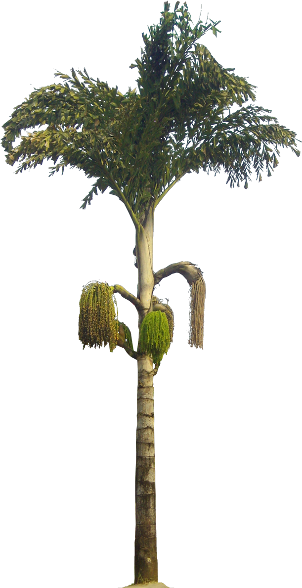 Caryota Urens - Caryota Urens Png (631x1209), Png Download