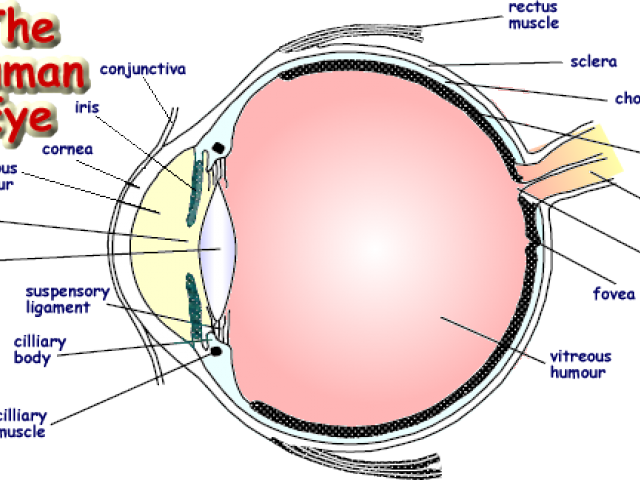 Drawn Eyeball Human Eye - Eye (640x480), Png Download