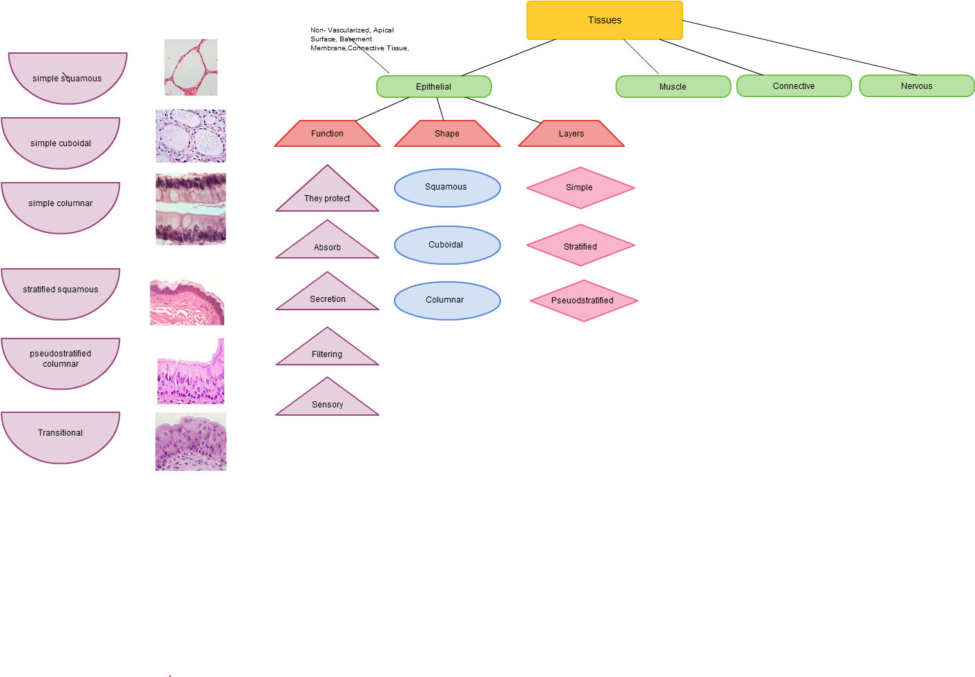 Tissues And Epithelial Tissues (1445x981), Png Download