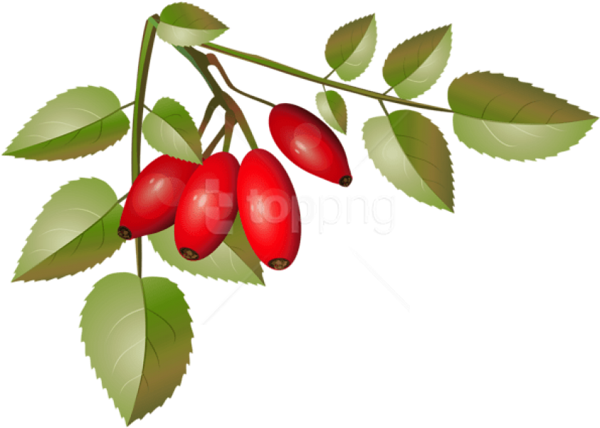 Free Png Brier Bush With Ripe Fruits Branch Png Png - Clip Art (850x608), Png Download