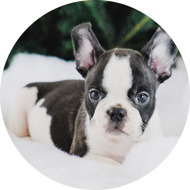 Boston Terrier (666x666), Png Download