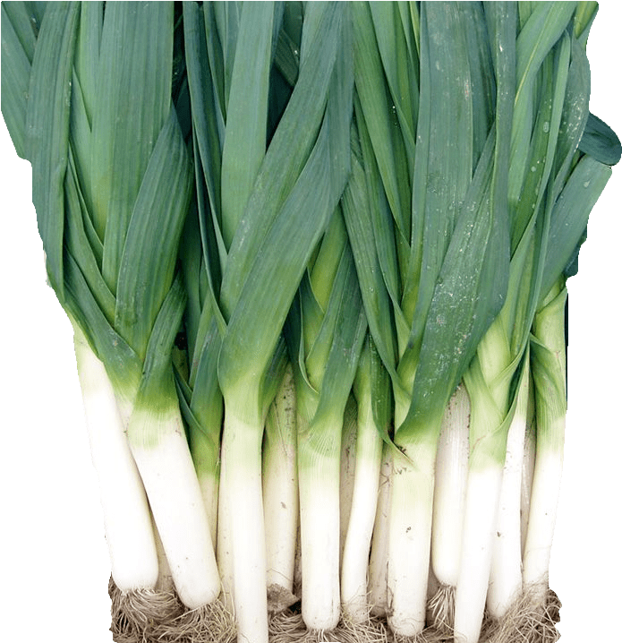 Leeks - Welsh Onion (720x720), Png Download