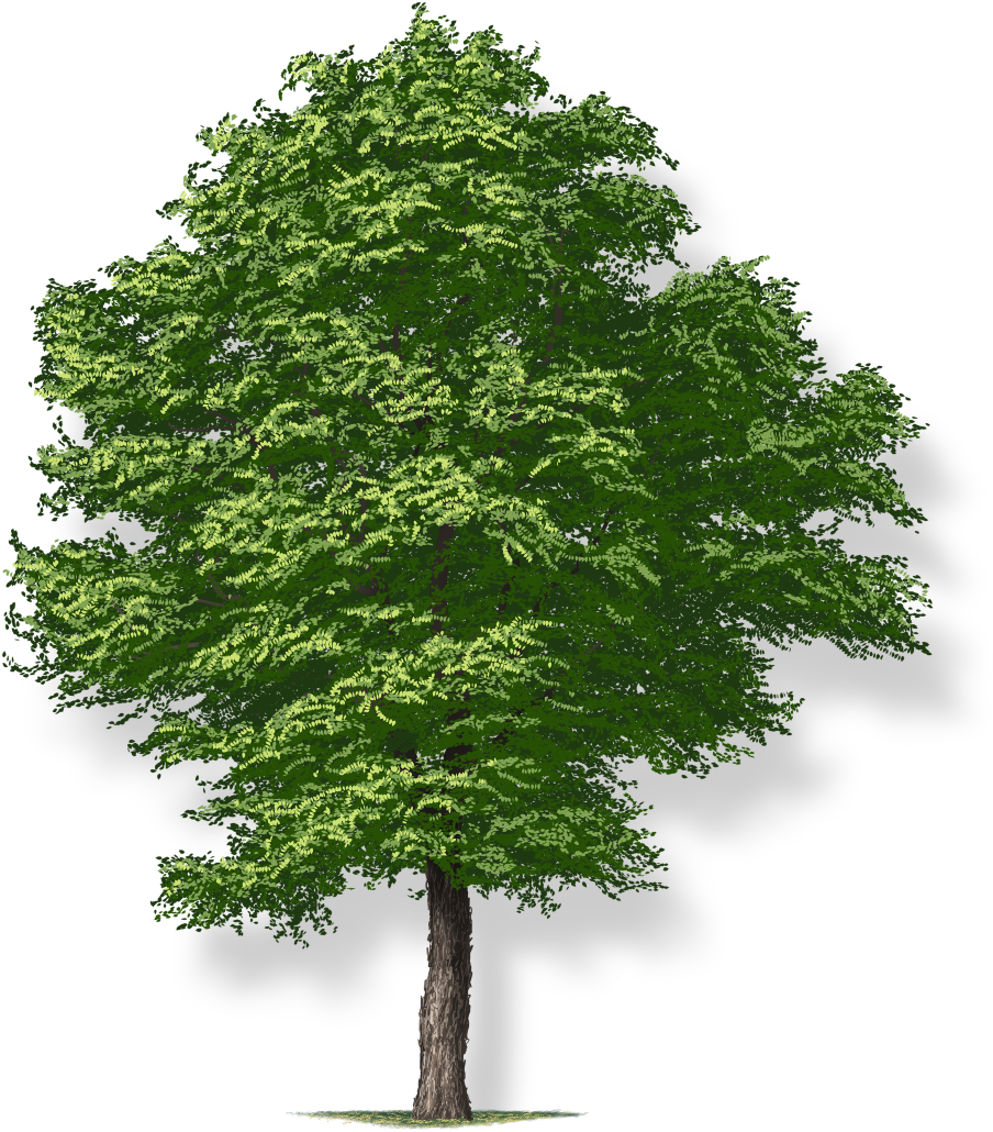 Tree Height - Tree Png (1080x1080), Png Download