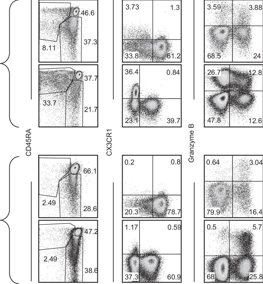 Summarizing Phenotypic Comparison Of Pb And Ln Derived - Drawing (850x918), Png Download