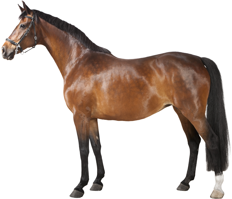 The Science Behind Masters Circle - Horse Png (800x692), Png Download