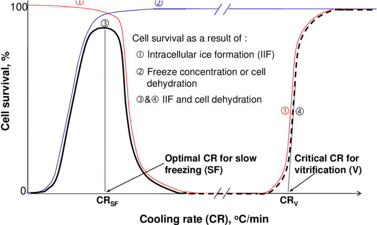 Cell Survival As A Function Of Cooling Rate Due To - Freezing Curve Vitrification Slow (850x441), Png Download