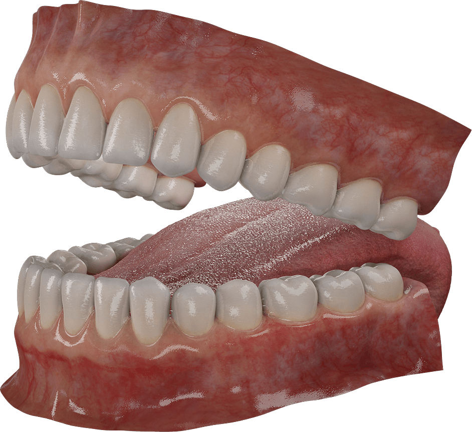 Incisors, Canines, Premolars And Molars - Tongue (942x861), Png Download