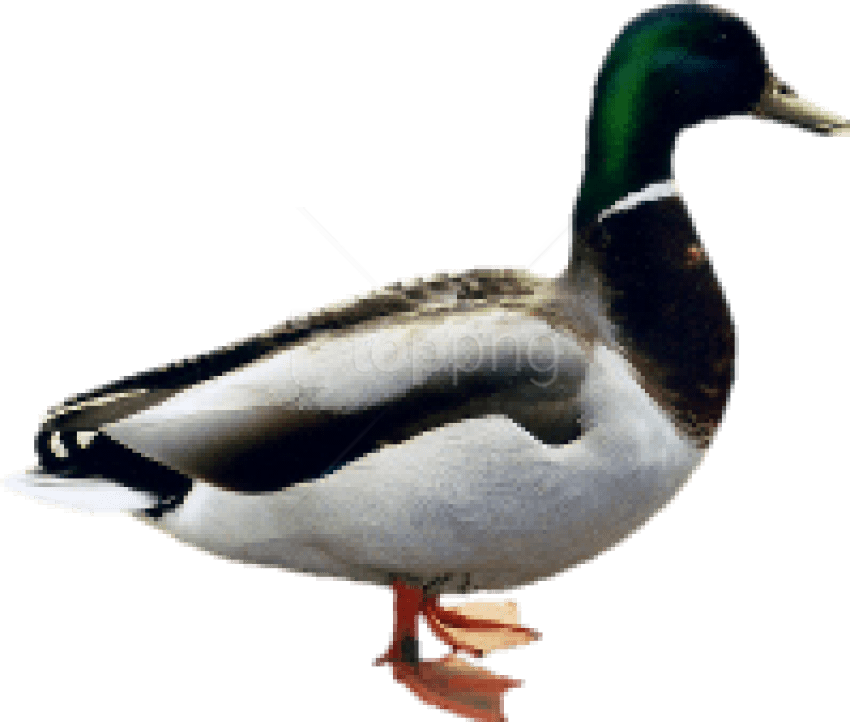 Free Png Download Duck Png Images Background Png Images - Duck Png (850x722), Png Download