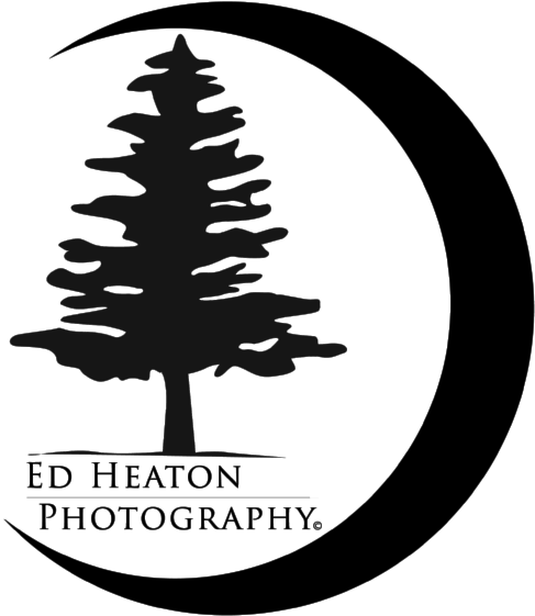 Dadslogofinal-01 - Christmas Tree (618x800), Png Download