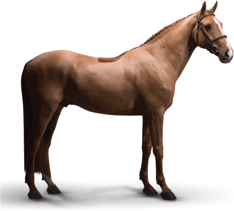 Icarus - Pferde Dunkelfuchs Mit Heller Mähne (800x700), Png Download