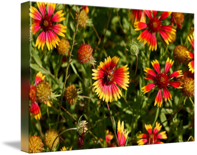 650 X 513 3 - Indian Blanket (650x513), Png Download