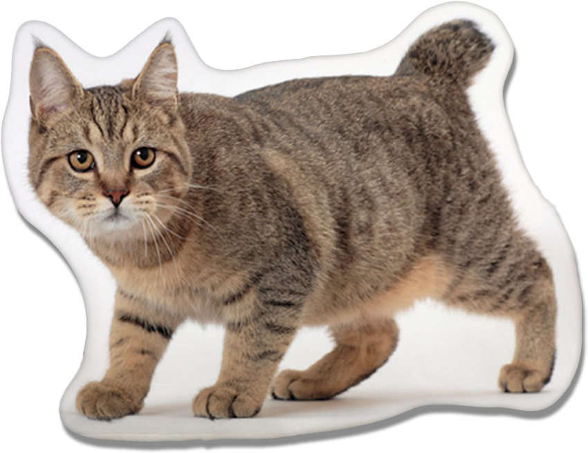 Pixie-bob Cat Pillow (1000x731), Png Download