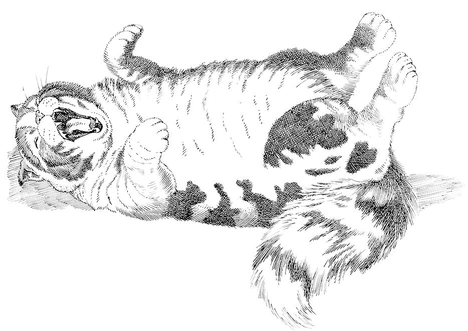 Allister - Sketch (970x688), Png Download