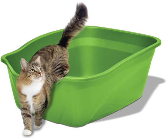 Tabby Cat (667x467), Png Download