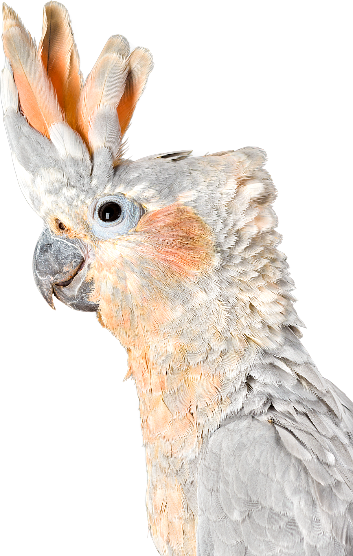 What Is The Difference Between A Cockatiel And A Cockatoo (1220x1920), Png Download