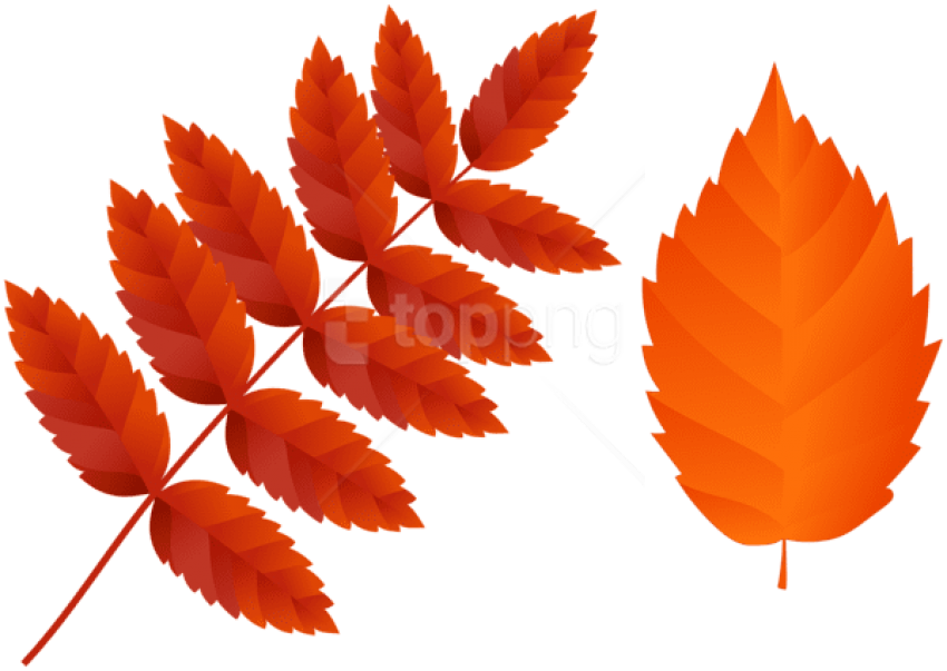 Free Png Download Two Dark Orange Fall Leaves Clipart - Hanfblatt (850x603), Png Download