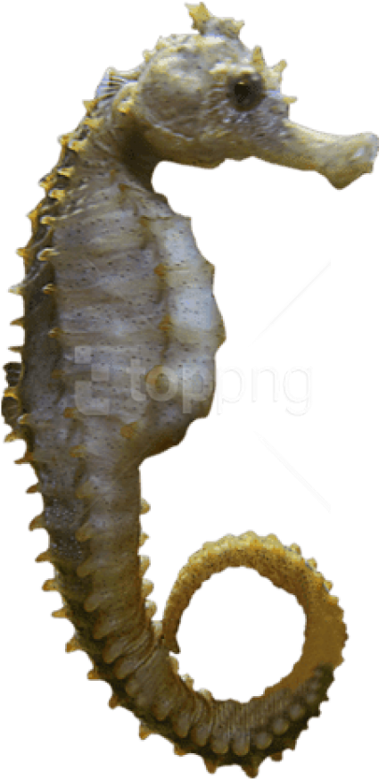 Free Png Download Seahorse Sideview Png Images Background - Portable Network Graphics (480x942), Png Download