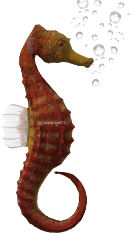 Seahorse With Transparent Background (769x480), Png Download