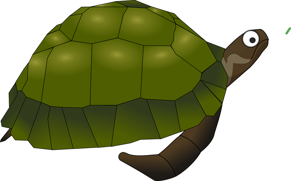 Forest Clipart Turtle - Sea Turtle Clip Art (960x598), Png Download