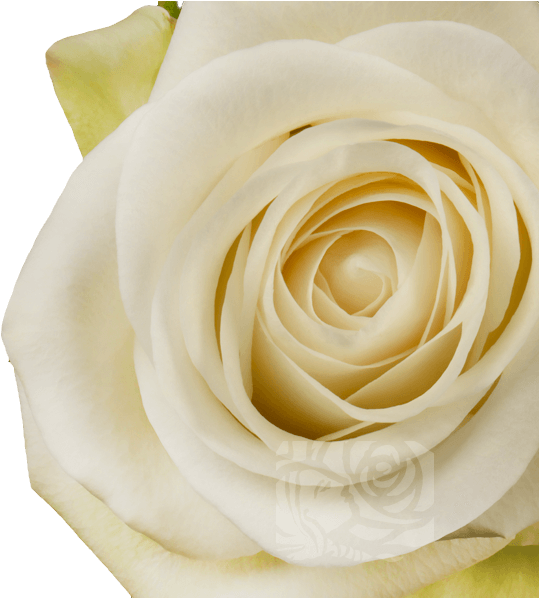 White Roses - Garden Roses (658x597), Png Download