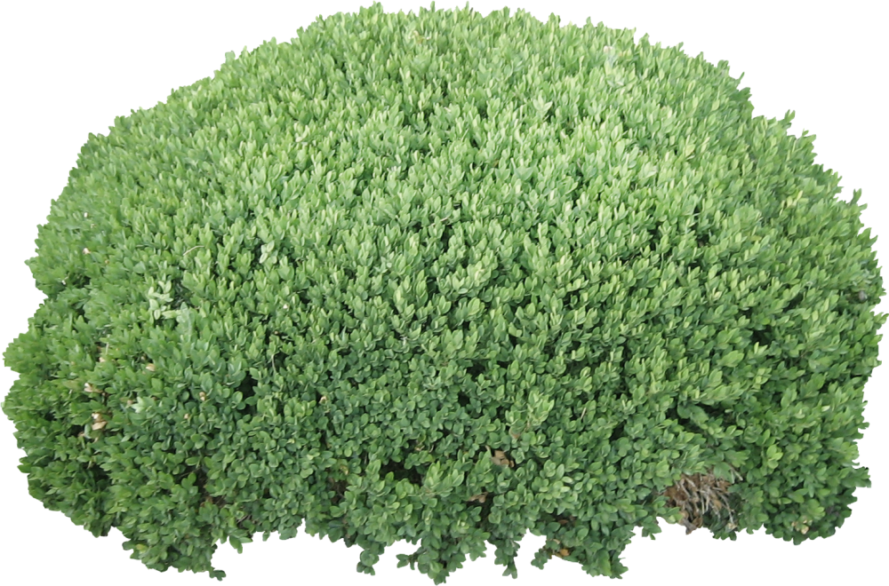 Cutout Bush - Png Bush (1000x660), Png Download