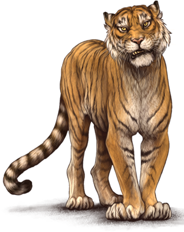 Siberian Tiger (640x500), Png Download