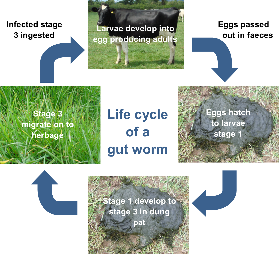Gut Worm Life Cycle - Grass (1119x1019), Png Download