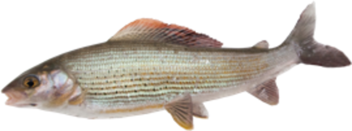 Striper Bass (1200x449), Png Download