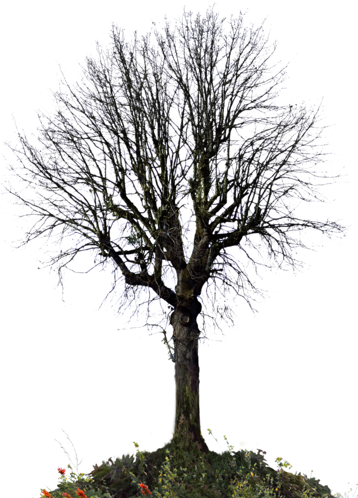 Winter Trees, Wild Flowers, Stock Photos, Wildflowers - Trees For Photoshop Winter (744x1074), Png Download