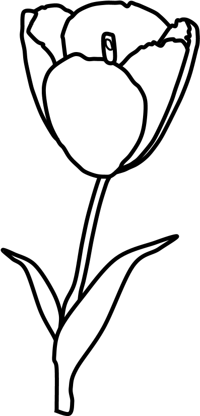 Tulip, Petals, Stamen, Black And White, Png - Sketch (816x1056), Png Download