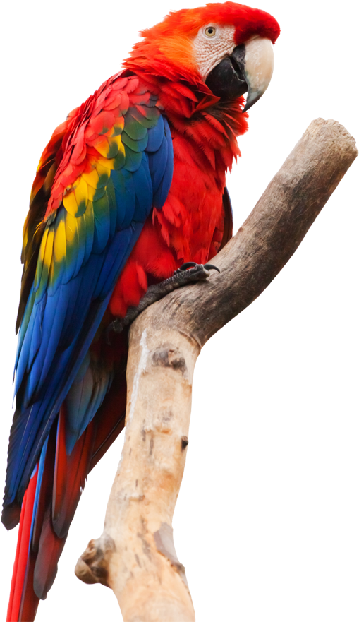 Perú) Offers Authentic Yet Comfortable Jungle Accommodations - Painting Of A Macaw (668x883), Png Download