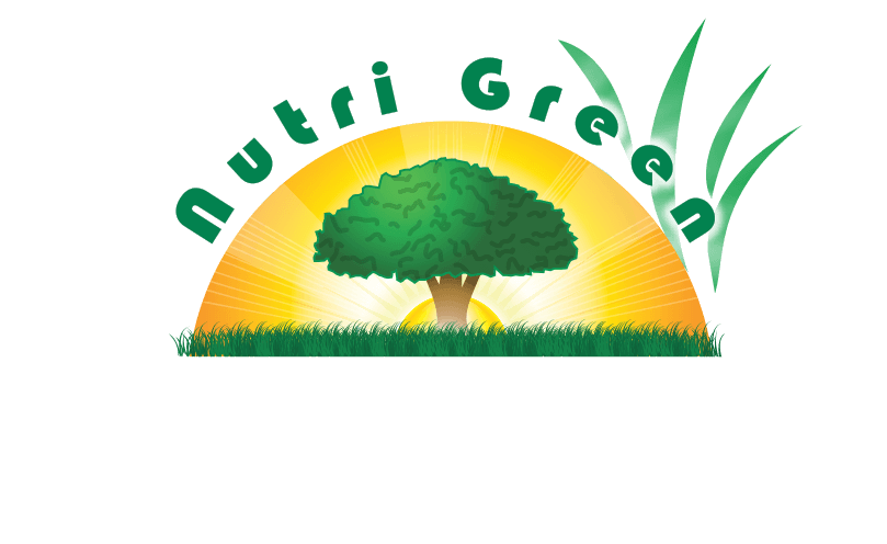 Palm Tree (809x496), Png Download