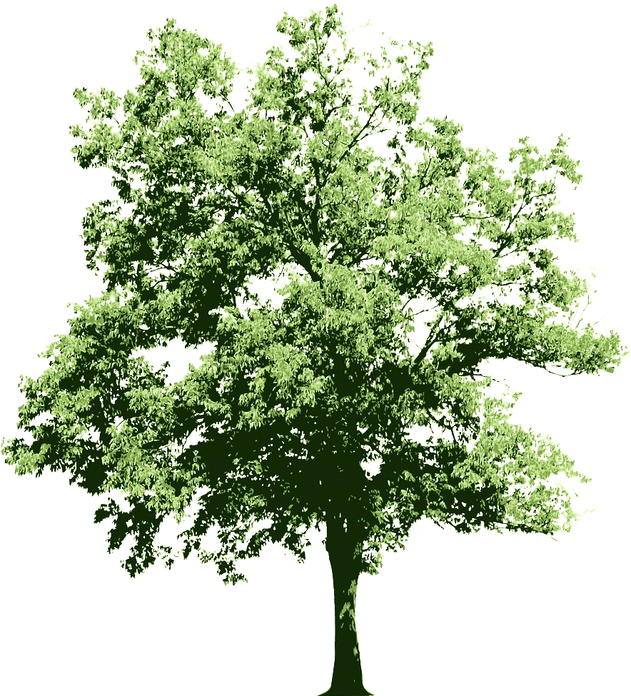 Ongoing Contributions To The Oracle Technology Community - Alberi Psd (924x1092), Png Download